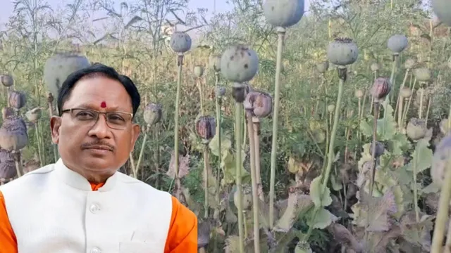 अफीम की खेती पर सख्त हुए मुख्यमंत्री विष्णु देव साय, संलिप्त लोगों के विरुद्ध की गई कड़ी कार्रवाई….. अफीम की खेती पर सख्त हुए मुख्यमंत्री विष्णु देव साय, संलिप्त लोगों के विरुद्ध की गई कड़ी कार्रवाई…..