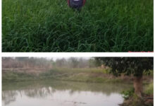 डबरी, मछली पालन और बहुफसली खेती से बदली तकदीर—सगनू बने गांव के प्रेरणास्रोत