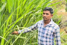 मजदूरी की बेड़ियां तोड़ ‘मल्टी-फार्मिंग’ के नायक बने ललित यादव, 6 गायों से शुरू हुआ डेयरी का सफर, आज 25 उन्नत पशुओं के साथ लिख रहे सफलता की इबारत…..