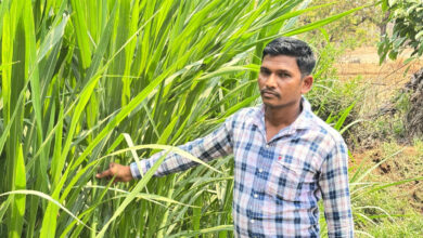 मजदूरी की बेड़ियां तोड़ ‘मल्टी-फार्मिंग’ के नायक बने ललित यादव, 6 गायों से शुरू हुआ डेयरी का सफर, आज 25 उन्नत पशुओं के साथ लिख रहे सफलता की इबारत…..