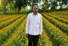 फूलों की खुशबू से महकी किस्मत ईश्वरचरण पैकरा का, परंपरागत खेती छोड़ फूलों की खेती अपनाई, कम लागत में मिला ज्यादा मुनाफा….