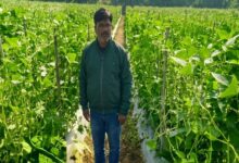 उद्यानिकी की आधुनिक तकनीकों से किसान महेश कश्यप की बदली तकदीर…. उद्यानिकी की आधुनिक तकनीकों से किसान महेश कश्यप की बदली तकदीर….