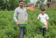 बिना केमिकल, बंपर मुनाफाः डोलनारायण की जैविक मिर्च ने बाजार में मचाई धूम…..